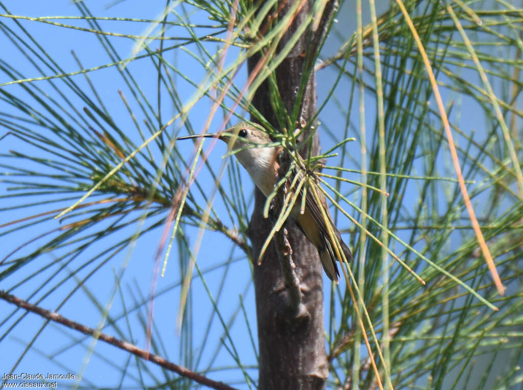 Colibri des Bahamas femelle adulte