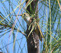 Colibri des Bahamas