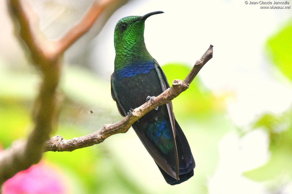 Colibri falle-vert