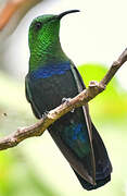 Green-throated Carib