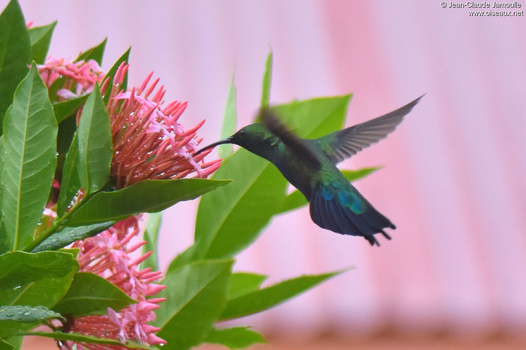 Green-throated Carib