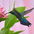 Colibri falle-vert