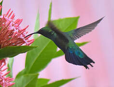 Green-throated Carib