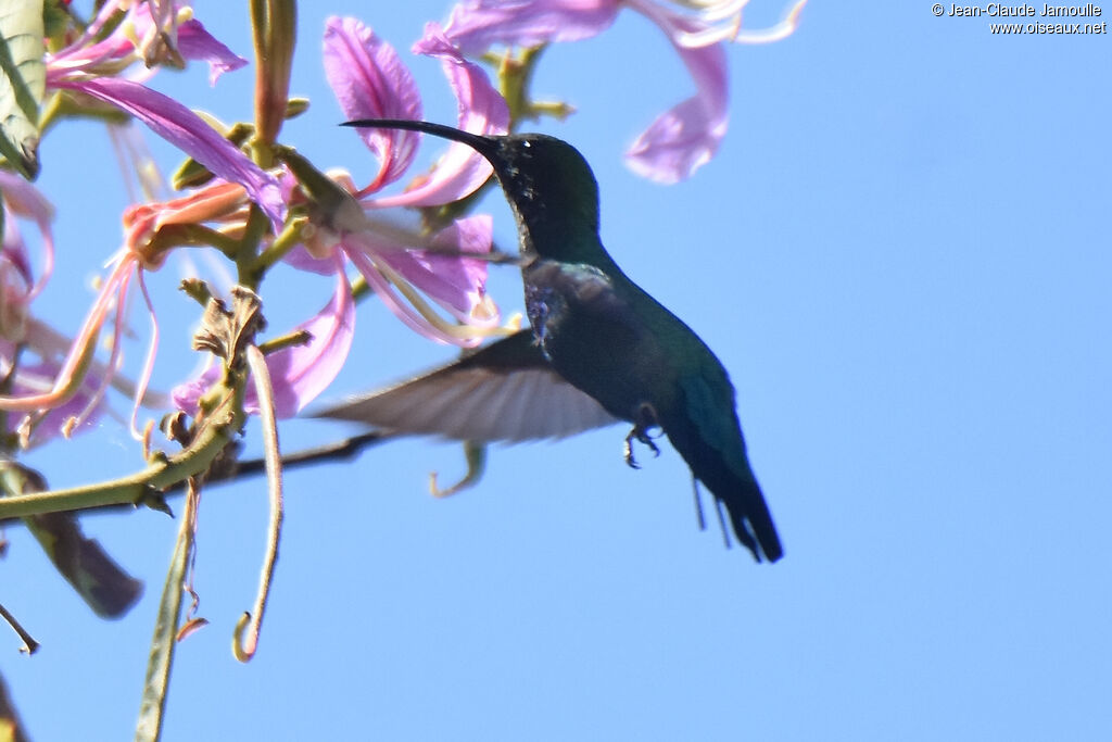 Colibri falle-vert