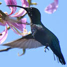 Colibri falle-vert