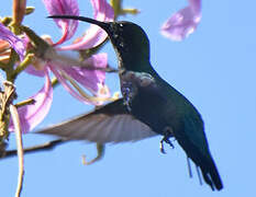 Green-throated Carib