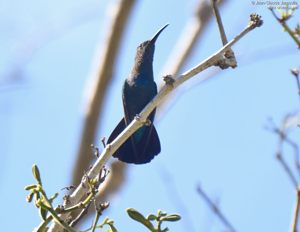 Colibri falle-vert