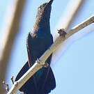 Colibri falle-vert