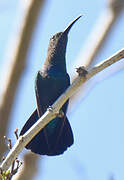 Colibri falle-vert