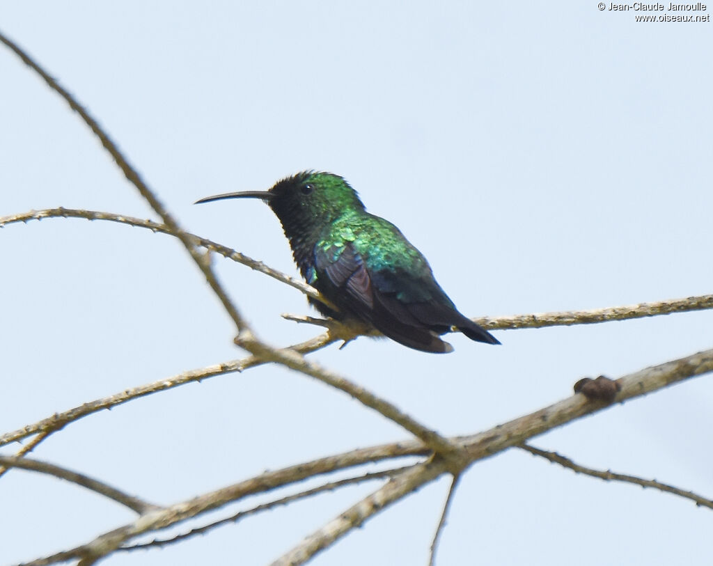 Colibri falle-vert