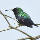 Colibri falle-vert