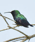 Green-throated Carib