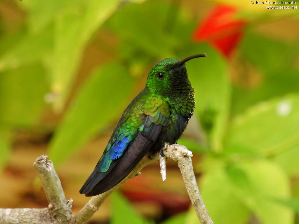 Green-throated Carib