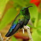 Colibri falle-vert