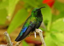 Green-throated Carib