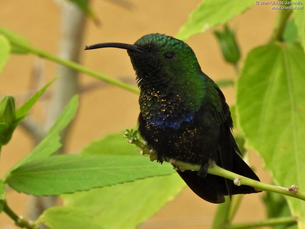 Colibri falle-vert