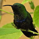 Colibri falle-vert