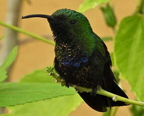 Colibri falle-vert