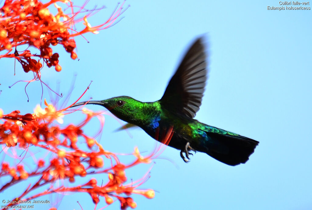 Green-throated Carib, Flight, feeding habits