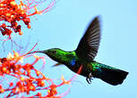 Colibri falle-vert