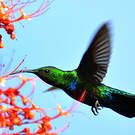 Colibri falle-vert