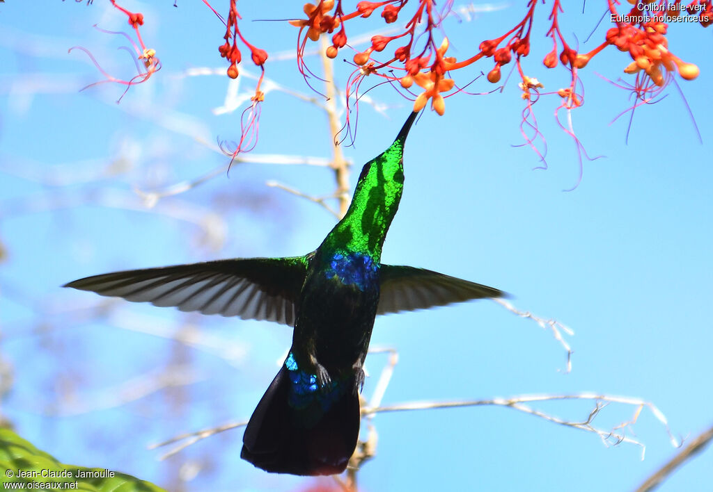 Colibri falle-vert, Vol, régime