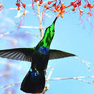 Colibri falle-vert