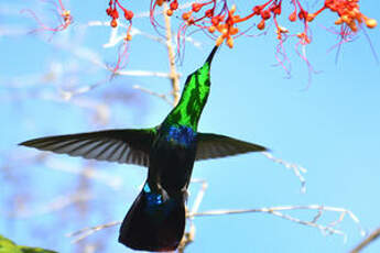 Colibri falle-vert