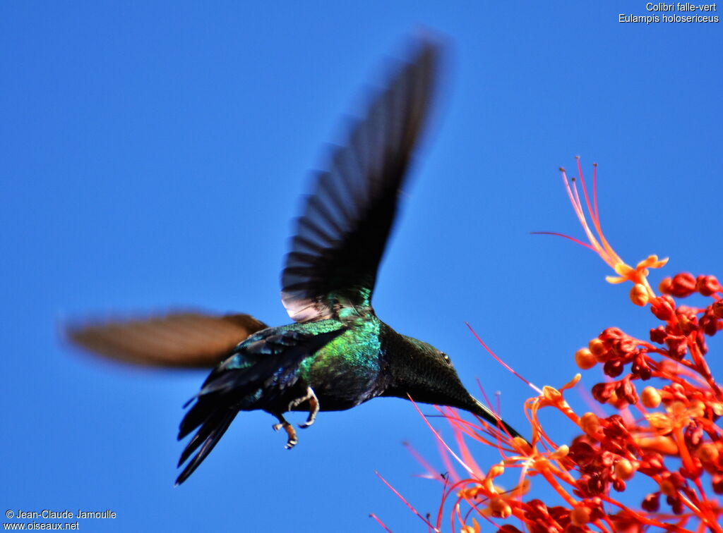 Green-throated Carib, Flight, feeding habits