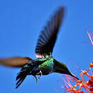 Colibri falle-vert