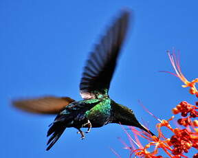 Colibri falle-vert