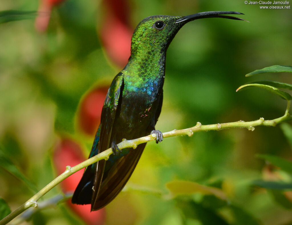 Colibri falle-vertadulte, portrait, pigmentation, Vol, mange, chant