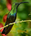 Colibri falle-vert