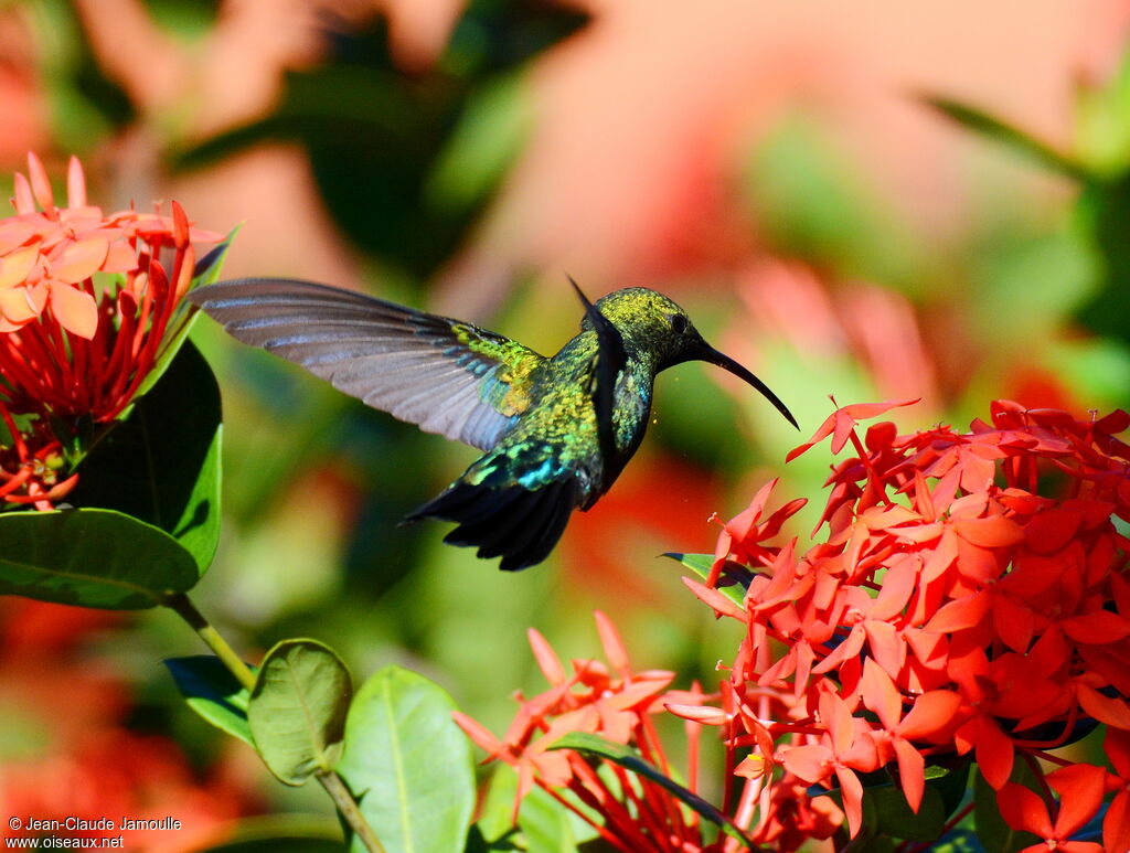 Green-throated Carib, feeding habits