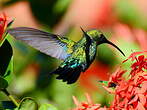 Colibri falle-vert