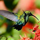Colibri falle-vert