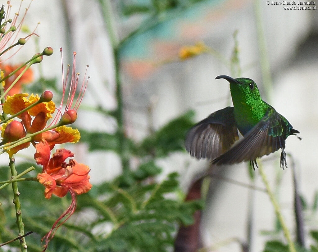 Green-throated Carib