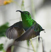 Colibri falle-vert