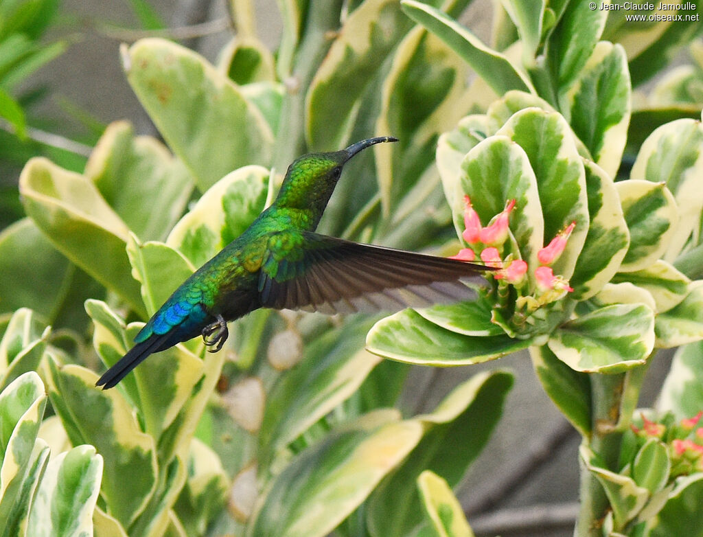 Green-throated Carib