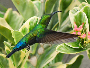 Colibri falle-vert