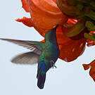 Colibri falle-vert