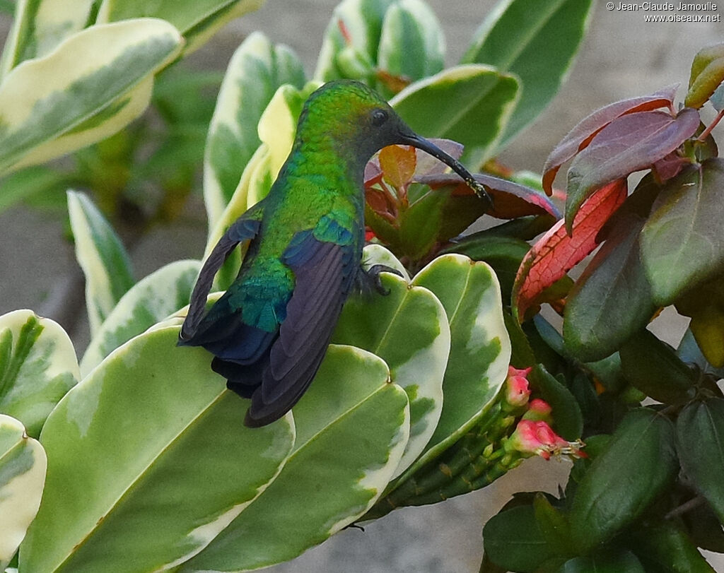 Green-throated Carib