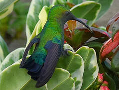 Green-throated Carib