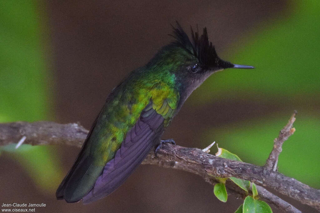 Colibri huppé