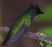 Colibri huppé