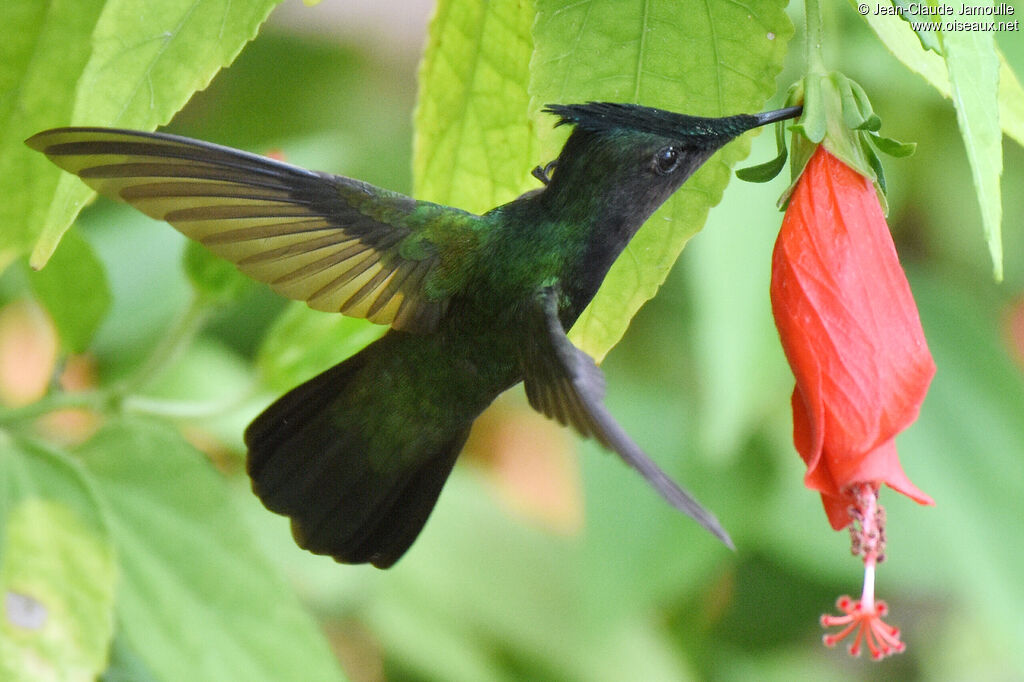 Colibri huppé