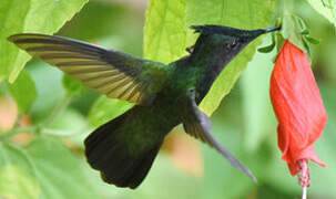 Colibri huppé