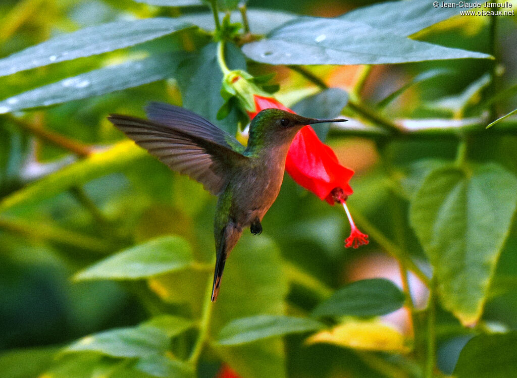 Antillean Crested Hummingbird female