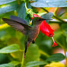 Colibri huppé