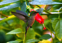 Colibri huppé